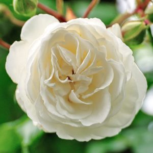 Rosa Perfume Dreams