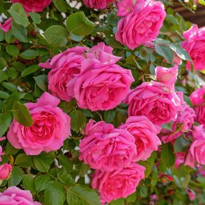 Close-up of a group of deep pink blooms on the Pink scented climbing rose Rosa 'Pink Perpetue'.