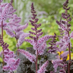 Close-up shot of the feathery, pink-purple flower plumes of Astilbe Dark Side of the Moon.
