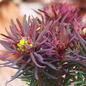 Extreme close-up of purple foliage and emerging flowers on Drought Tolerant Ground Cover Fen Ruby
