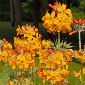 A cluster of candelabra flowers on the orange woodland perennial Primula bulleyana