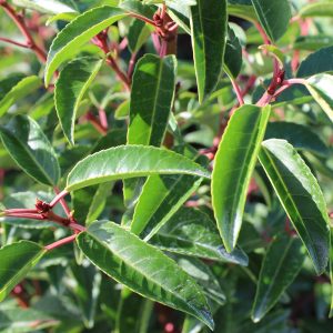 The glossy leaves and rightly coloured stems of the architectural coastal evergreen shrub Prunus lusitanica 'Myyrtifolia' close-up