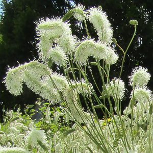 A dense cluster of fluffy white bottle-brush flower spikes of a white Sanguisorba reaching toward a blue sky.