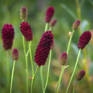 Close-up shot of individual burgundy-wine coloured flower bobbins of a red Sanguisorba showing fine details.