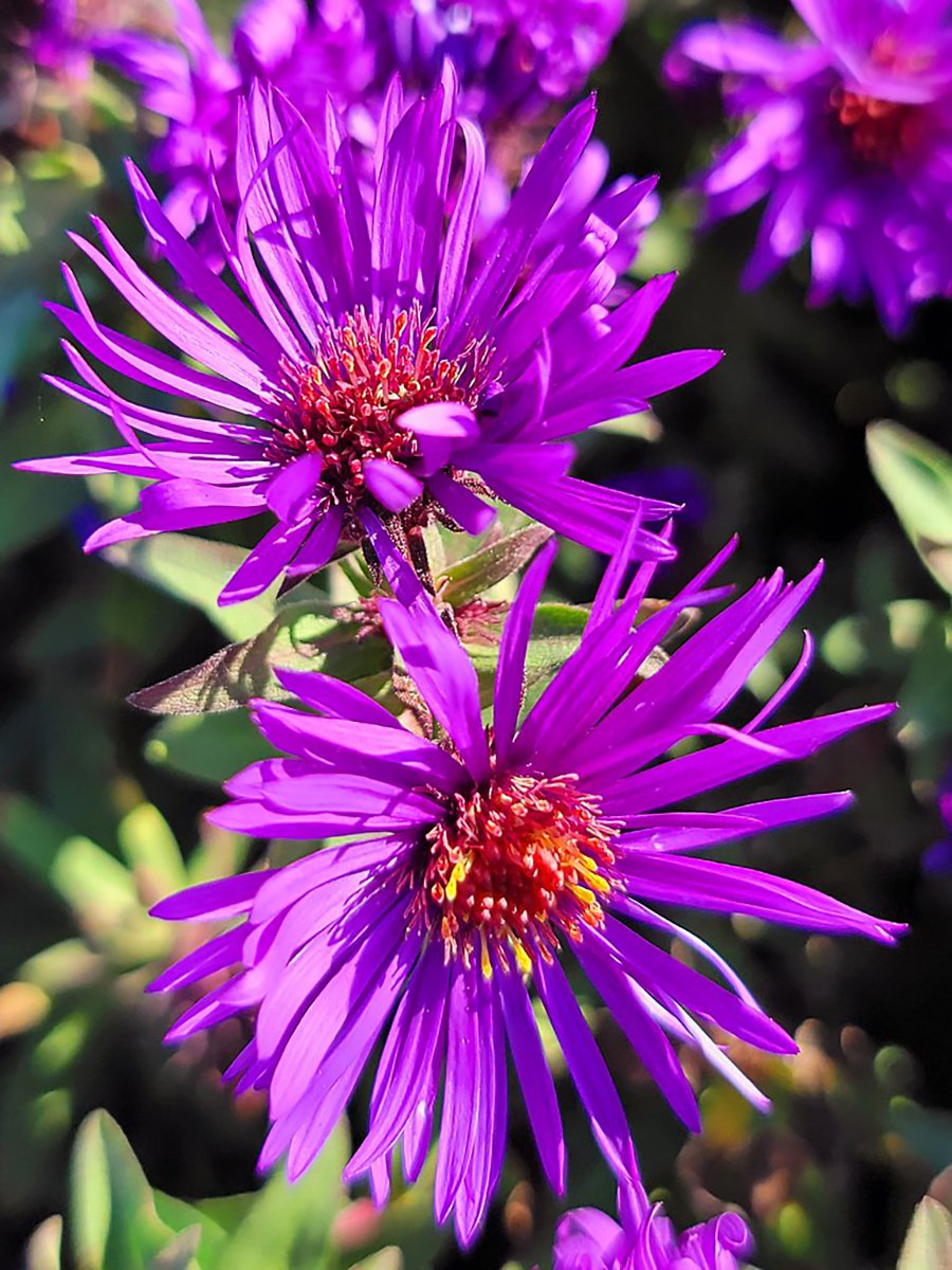Vibrant purple daisy-like flowers of Symphyotrichum novae-belgii Purple Dome with bright golden-yellow centers.