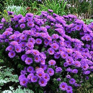A dense, rounded mound of Symphyotrichum Purple Dome completely covered in purple blooms in a garden border.