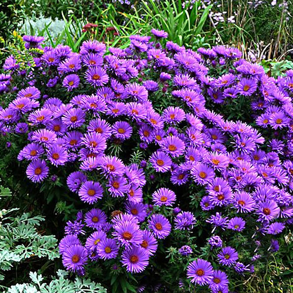 A dense, rounded mound of Symphyotrichum Purple Dome completely covered in purple blooms in a garden border.