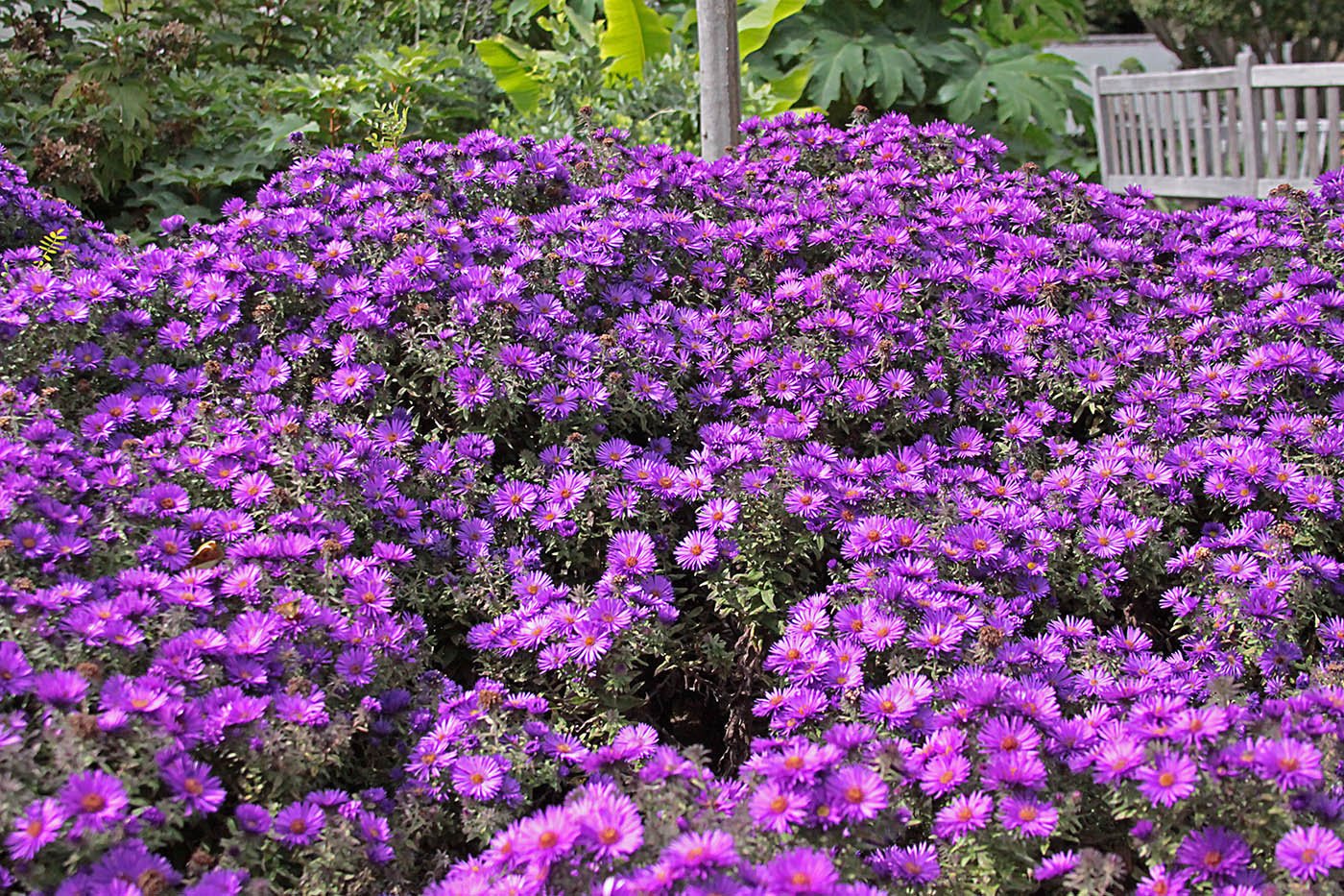 Large drifts of Michaelmas Daisy Symphyotrichum Purple Dome flowering profusely in a public garden setting.