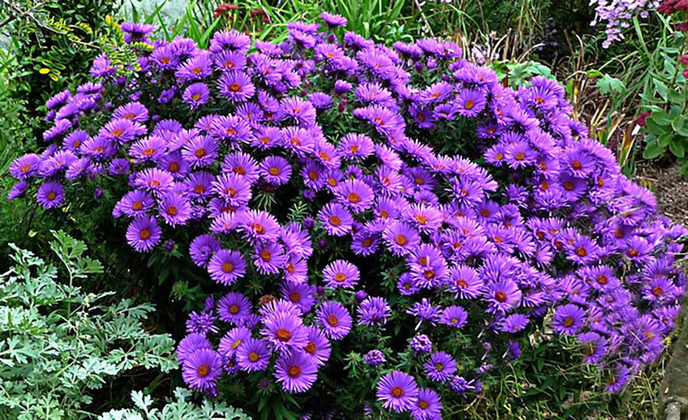 Compact mound of Aster Purple Dome showcasing its tidy growth habit next to soft garden foliage.