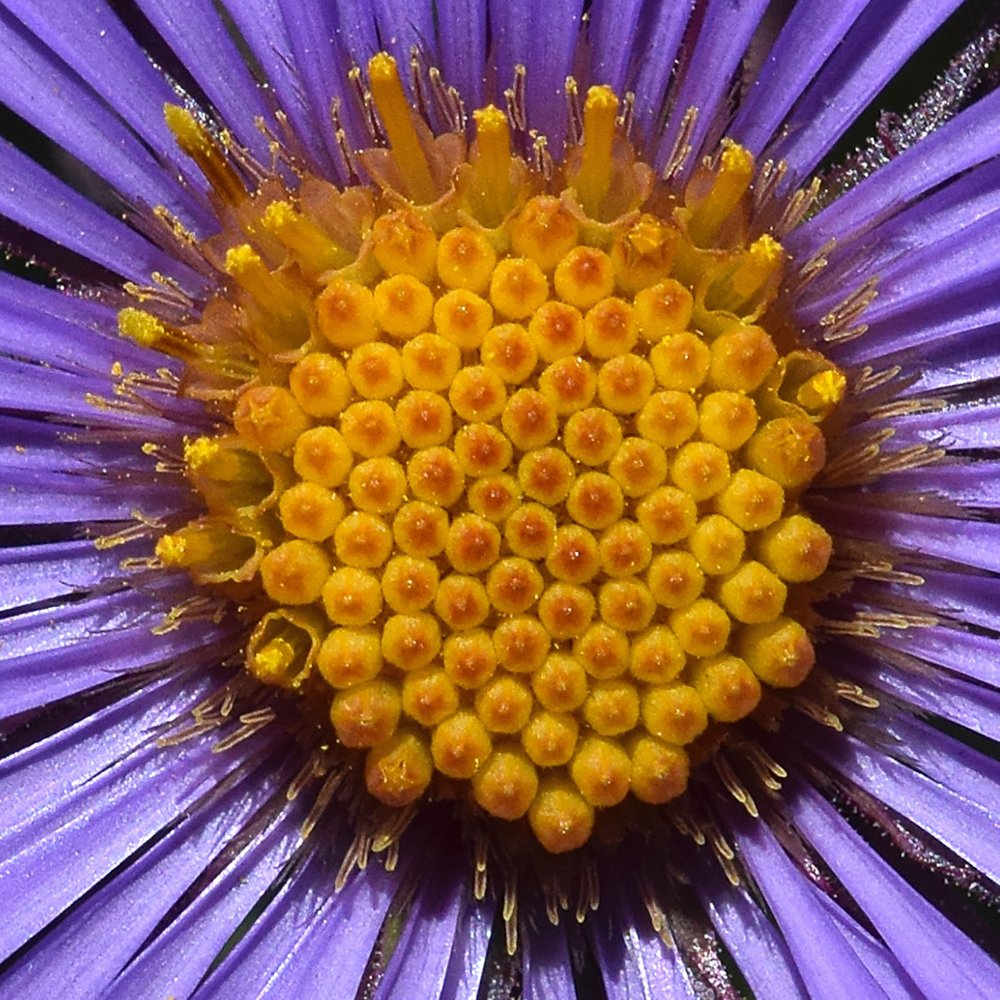 Macro photograph detailing the intricate geometric structure of the golden center of a Purple Dome aster flower.