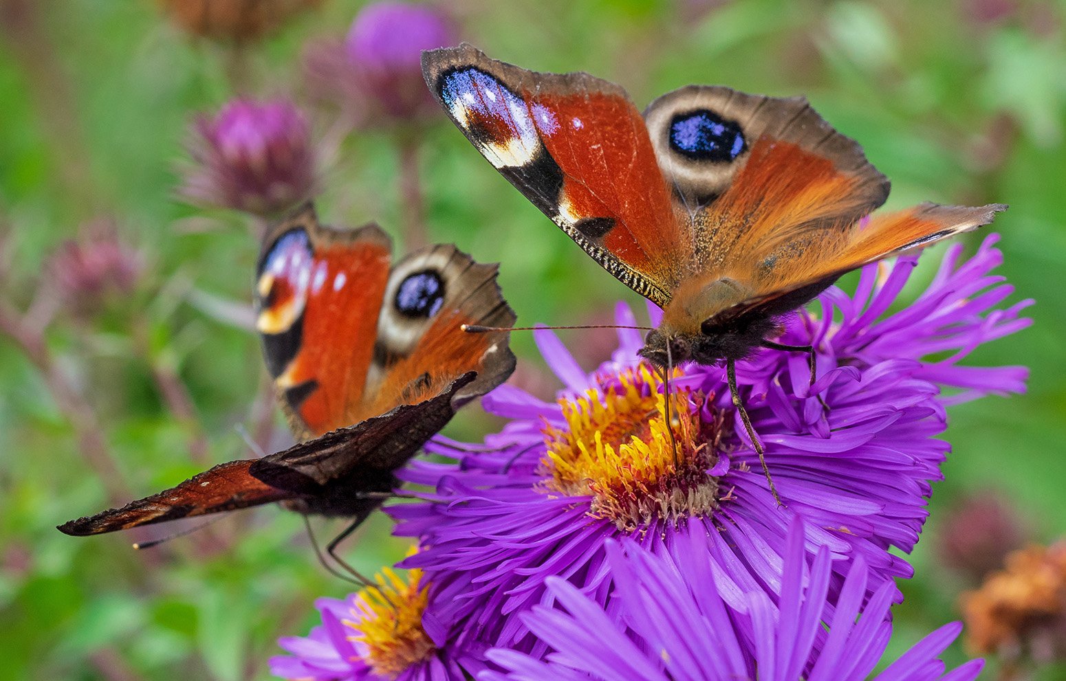 Two colourful Peacock butterflies feeding simultaneously on the nectar-rich flowers of Symphyotrichum Purple Dome.