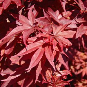 The spring foliage of Acer palmatum 'Twombly's Red Sentinel', an upright red Japanese Maple variety.