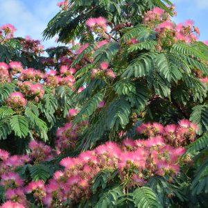 Masses of pink pop pom like silky flowers on the crown of Albizia julibrissin
