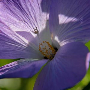 Close-up of petals and golden stamens of lilac-pink hibiscus-like flower on Santa Cruz patio plant