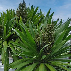 The crown and flower spike of Cordyline obtecta, a perfect patio-plant for coastal gardens.