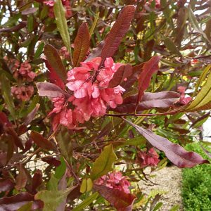 Close-up of magenta seed pods and purple foliage on Purple Hop Bush Dodonaea Purpurea