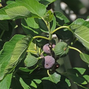 The fruit and foliage of the dark, sweet fig variety Ficus carica 'Napolitana'