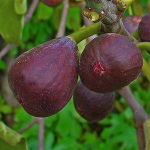 The ripe fruits of the rich, dark fig variety, Ficus carica 'Rouge de Bordeaux'