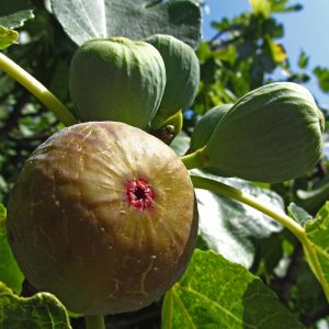 Close-up of deeply lobed leaves and ripening figs on Madeleine des Deux Saisons fig tree