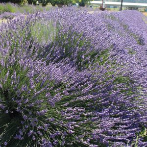 Tall flowering lavender hedge with long violet-blue spikes in full summer bloom