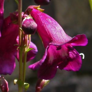 Close-up shot of the widely flaring tubular blooms of purple Penstemon Raven showing white throat markings.