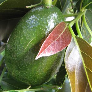 Grow your own avocado tree with our hardy variety 'Fuerte'.