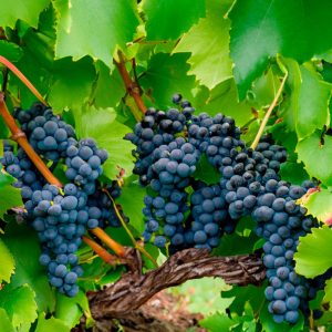 Ripe dark fruit nestling amongst lush green foliage on Black Seedless Grape Vine Autumn Royal