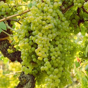 Close-up of heavy bunch of ripe fruit on Seedless Green Grape Vine variety Vitis vinifera 'Superior', also known as Sugarone.