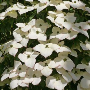 Close-up of creamy-white flower bracts in group on Chinese Flowering Dogwood