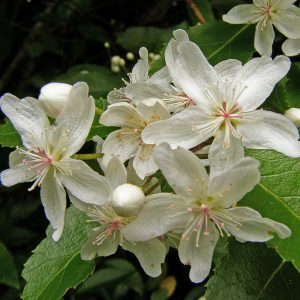 Close-up of group of starry white flowers on Hoheria sexstylosa Stardust