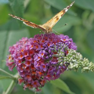 Close-up of butterfly feeding on flower of Pink Flowering Butterfly Bush Bicolor