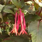 Fuchsia 'Thalia' flower