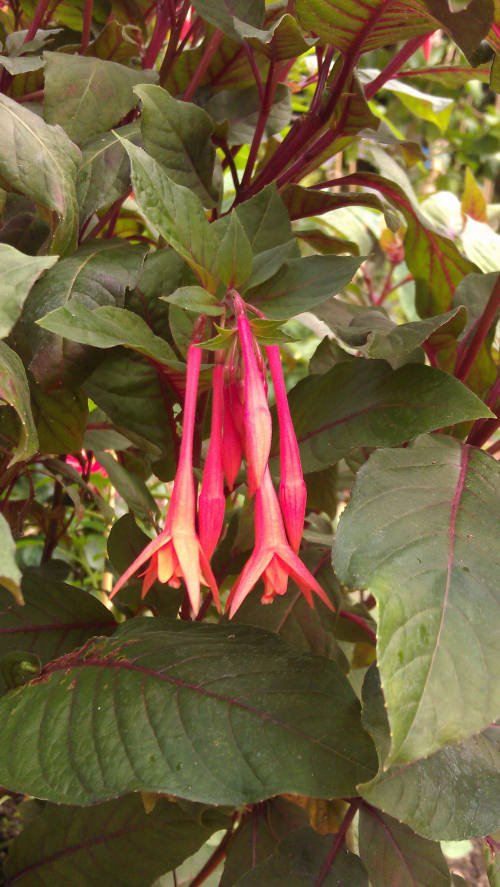 Fuchsia 'Thalia' flower