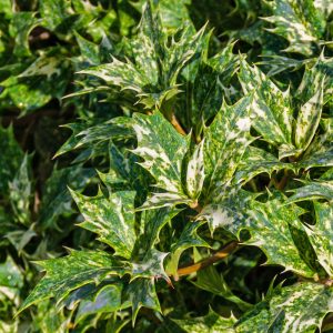 Close-up of cream and green variegated foliage on Variegated Evergreen Shrub Goshiki
