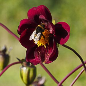 Adored by gardeners and pollinators alike, a bumblebee collects nectar from the richly coloured petals of Burgundy Dahlia 'Mexican Star'.