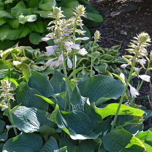 Hosta Big Daddy in full summer bloom with tall, straight flowering stems rising above a base of large, rounded blue-green leaves.
