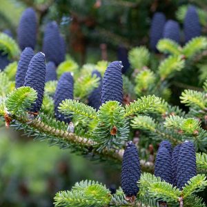 Upright, dusky purple seed cones nesting thickly among the silver-green needles of a dwarf blue korean fir.