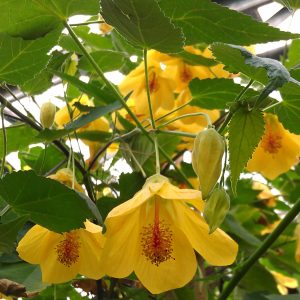 Canary-yellow bell-shaped flowers and closed buds of a Yellow Tree Mallow Plant hanging amongst lush green foliage.