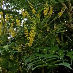 The long evergreen leaves and winter flowers of the Oregon Grape, Mahonia 'Lionel Fortescue'