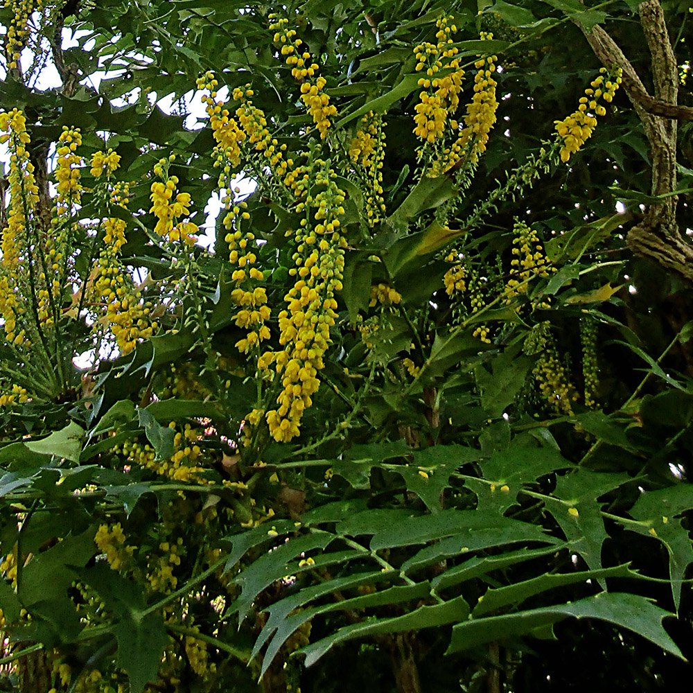 The long evergreen leaves and winter flowers of the Oregon Grape, Mahonia 'Lionel Fortescue'