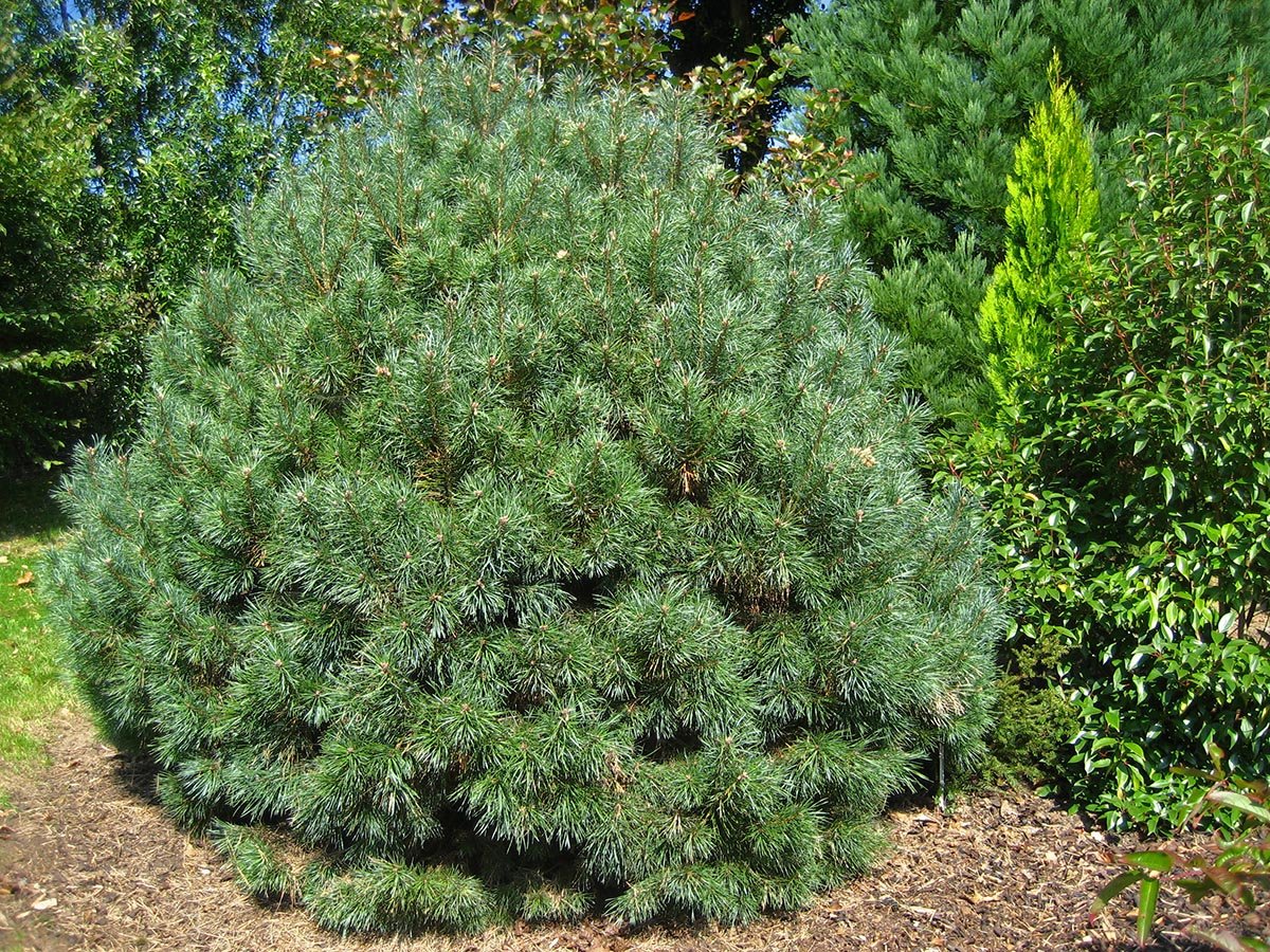 A dense, rounded mound of a young dwarf blue scots pine showing tight growth and bright silver-blue foliage.