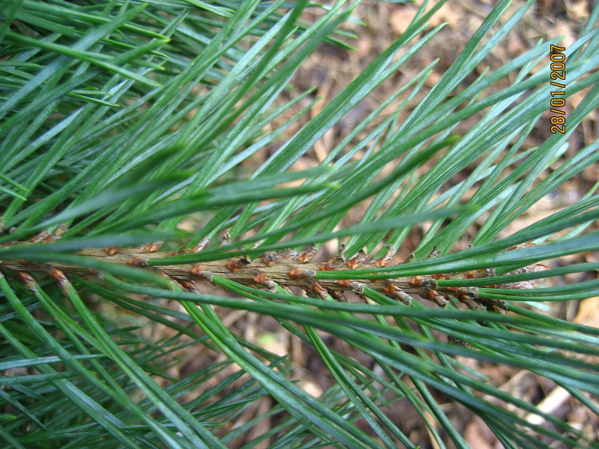 Extreme close up of the twisted blue needles on a branch of a dwarf blue scots pine.