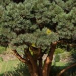 A close-up of a mature dwarf Scots Pine, Pinus sylvestris 'Chantry Blue', showing its orange-buff coloured branches and silver-blue needles.
