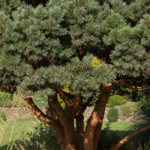 A close-up of a mature dwarf Scots Pine, Pinus sylvestris 'Chantry Blue', showing its orange-buff coloured branches and silver-blue needles.