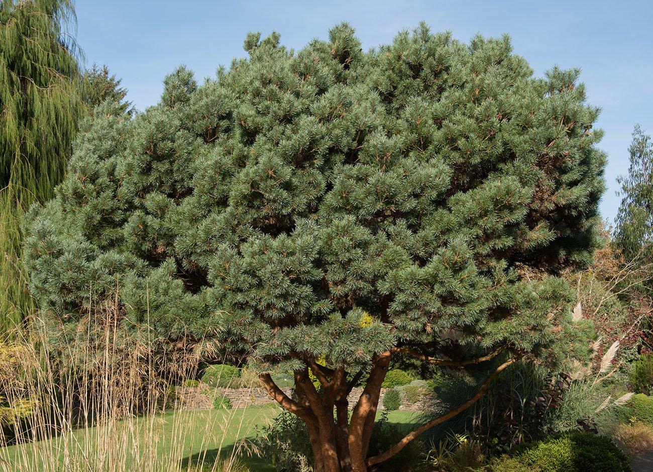 A large, architectural specimen tree with layered branches in an open garden landscape.