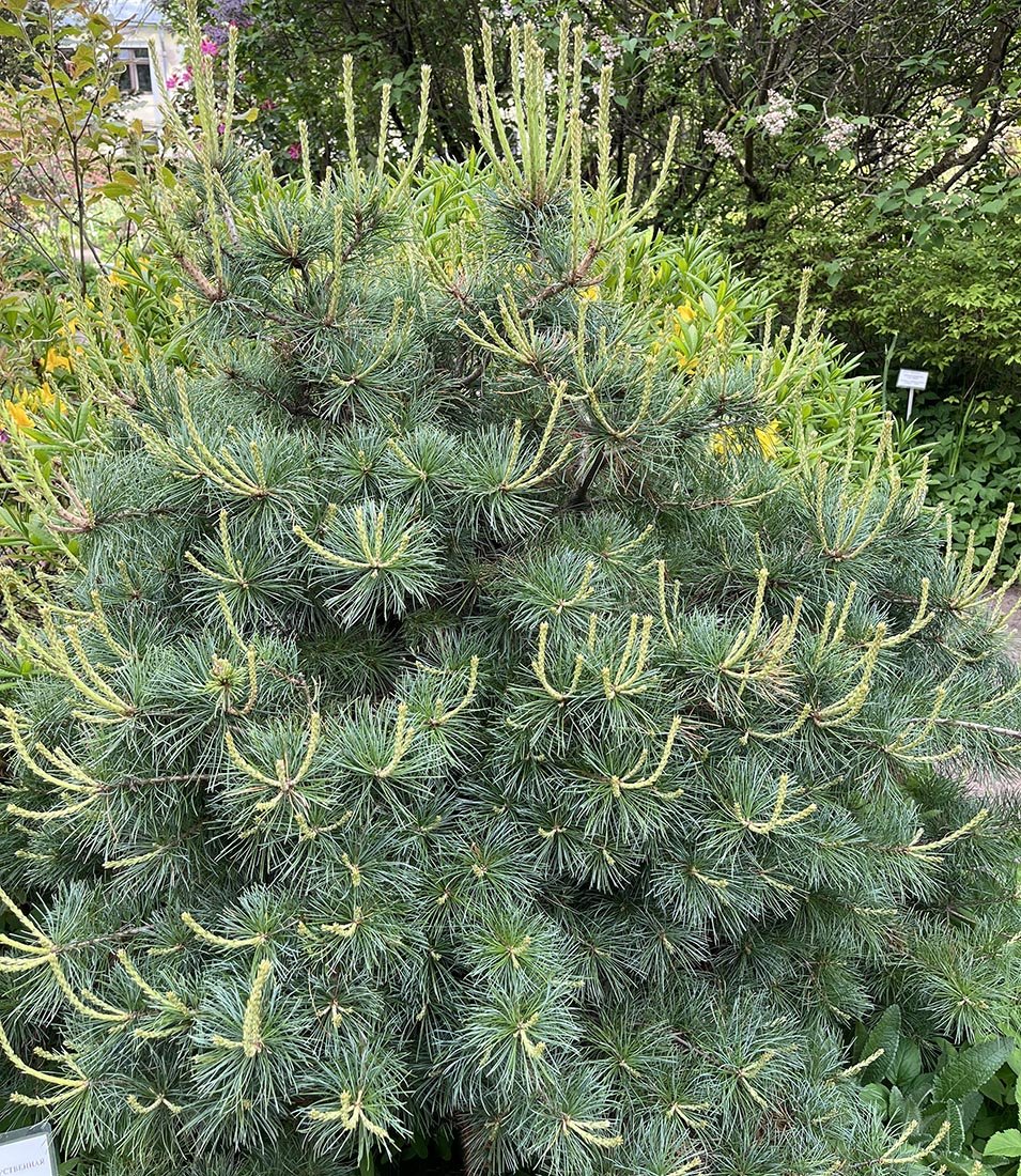 Upright spring candle growth extending from the dense crown of a dwarf blue scots pine.