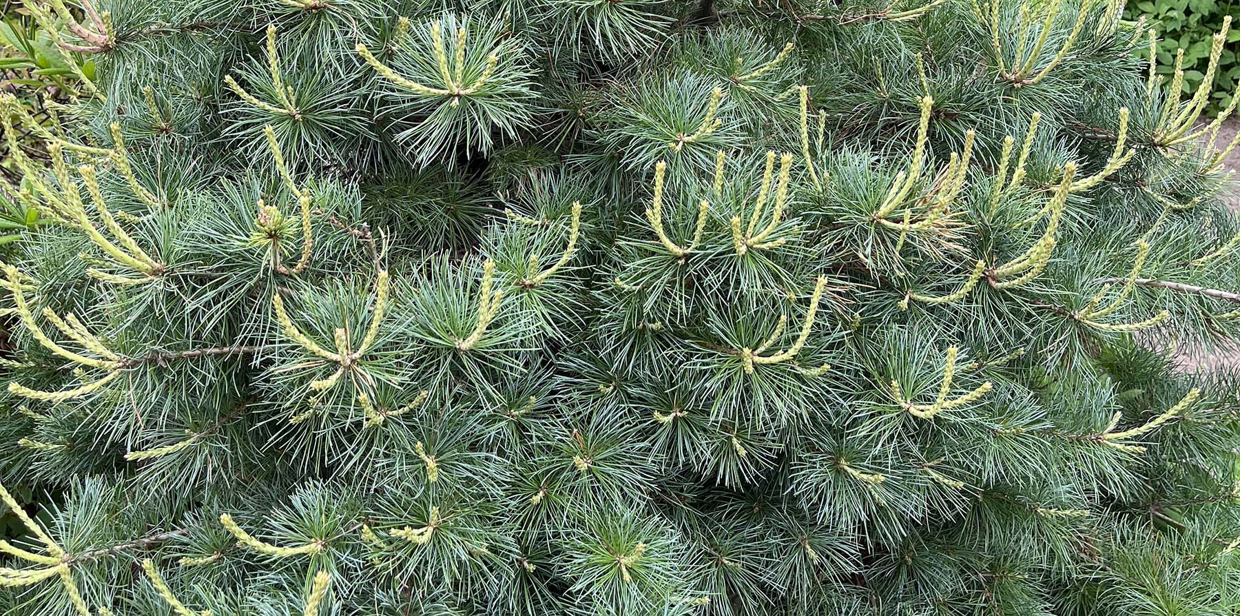 Fresh green spring growth candles emerging thickly across the branches of a compact pine tree.