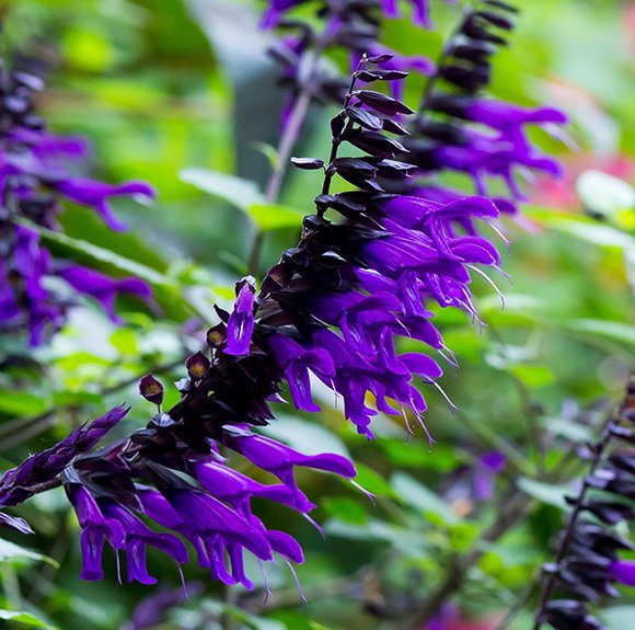 Incredibly elegant, dark and lustrous, the black and purple flowers of Salvia 'Amistad' are unforgettable.