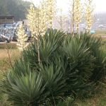 Yucca gloriosa