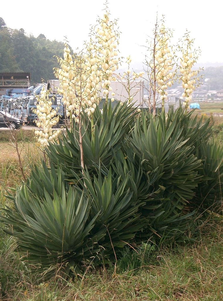 Yucca gloriosa
